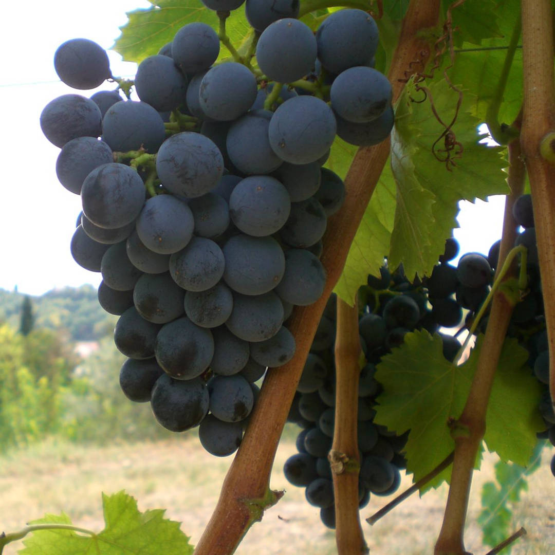 Grappolo uva Tai Rosso Pialli Barbarano Mossano Grappolo uva Tai Rosso cantina Pialli Barbarano Mossano