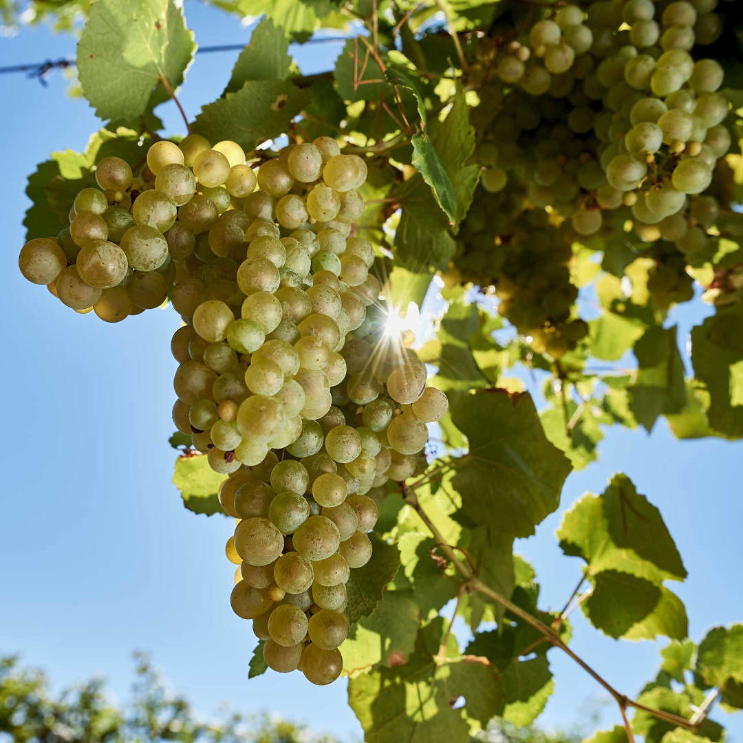Uva Vespaiola Maculan Breganze Uva Vespaiola Maculan Breganze